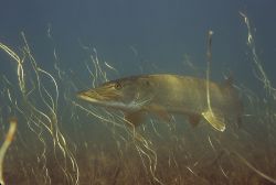 Muskellunge 1 - Fish Photo Print