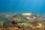 Muskellunge 2 - Fish Photo Print