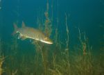 Muskellunge 3 - Fish Photo Print