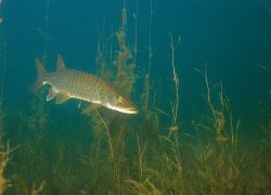 Muskellunge 3 - Fish Photo Print