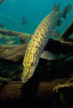 Northern Pike 1 - Fish Photo Print