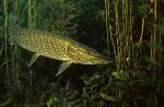 Northern Pike 2 - Fish Photo Print