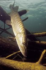 Northern Pike 3 - F...