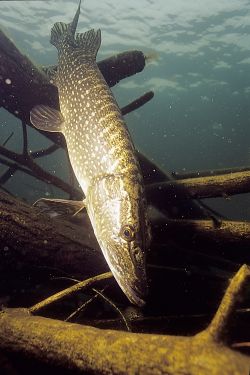 Northern Pike 3 - Fish Photo Print