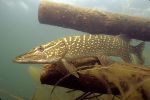 Northern Pike4  - Fish Photo Print