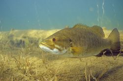 Smallmouth Bass 1 - Fish Photo Print