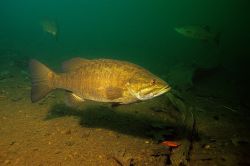 Smallmouth Bass 3 - Fish Photo Print