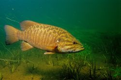 Smallmouth Bass 4 - Fish Photo Print