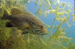 Smallmouth Bass 6 - Fish Photo Print