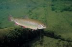 Brook Trout - Fish Photo Print