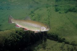 Brook Trout - Fish Photo Print