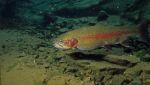 Rainbow Trout 1 - Fish Photo Print