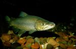 Brown Trout - Fish Photo Print