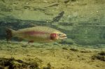 Rainbow Trout 2 - Fish Photo Print