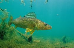 Walleye 1 - Fish Photo Print