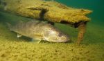 Walleye 2 - Fish Photo Print