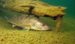 Walleye 2 - Fish Photo Print