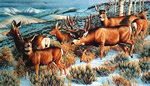 Mule Deer