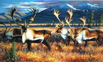 Caribou