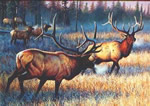 Elk