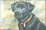 Black Lab - Hunting Dog Art Print by Les McDonald, Jr.
