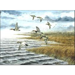 Blue Northern Canvasbacks - Duck Art Print by Les McDonald, Jr.