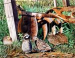 Home Covey - Quail Art Print by Les McDonald, Jr.