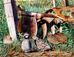 Home Covey - Quail Art Print by Les McDonald, Jr.