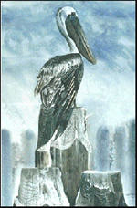 Pelican - Sea Birds Art Print by Les McDonald, Jr.