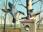 Wetland Woodies - W...