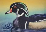 Woodie - Wood Duck Art Print by Les McDonald, Jr.