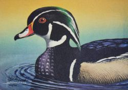 Woodie - Wood Duck Art Print by Les McDonald, Jr.