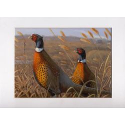 2003 Pheasant Stamp - Art Print by Steve Hamrick