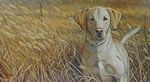 A Friend in the Field Labrador - Art Print by Steve Hamrick