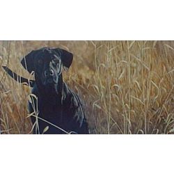 Always Alert Labrador - Art Print by Steve Hamrick