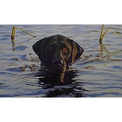 Basic Instinct Labrador - Art Print by Steve Hamrick