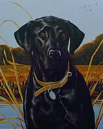 Field Companion Black Lab - Art Print by Steve Hamrick