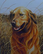 Field Companion Golden Retriever - Art Print by Steve Hamrick