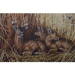 Hideaway Whitetail Deer - Art Print by Steve Hamrick