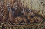 Hideaway Whitetail Deer - Art Print by Steve Hamrick