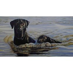 In Training Labrador - Art Print by Steve Hamrick