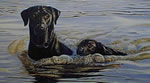 In Training Labrador - Art Print by Steve Hamrick