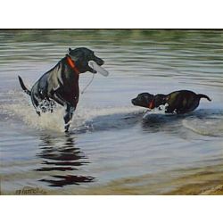 Learning From the Master Labrador - Art Print by Steve Hamrick