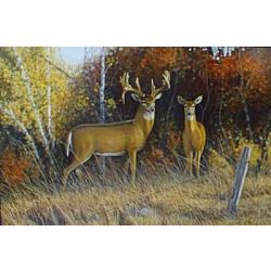 Autumn Glow Whitetail Deer - Art Print by Steve Hamrick