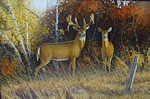 Autumn Glow Whitetail Deer - Art Print by Steve Hamrick