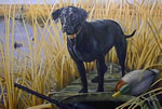 Ready, Willing & Able Labrador - Art Print by Steve Hamrick