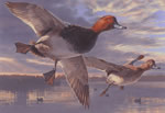 2004 Federal Duck Stamp Art Print - COLLECTOR by Scot Storm