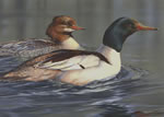 2004 MN Duck Stamp - Art Print by Scot Storm