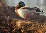 2004 OK Duck Stamp Print by Scot Storm