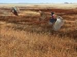 Legacy IV Illinois - Pheasant Art Print by Scot Storm